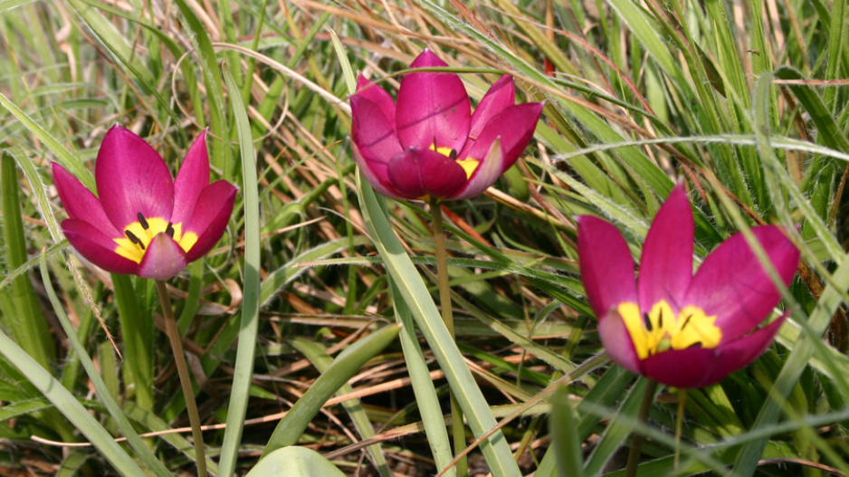 Tulipán botanický nízký (Tulipa humilis)