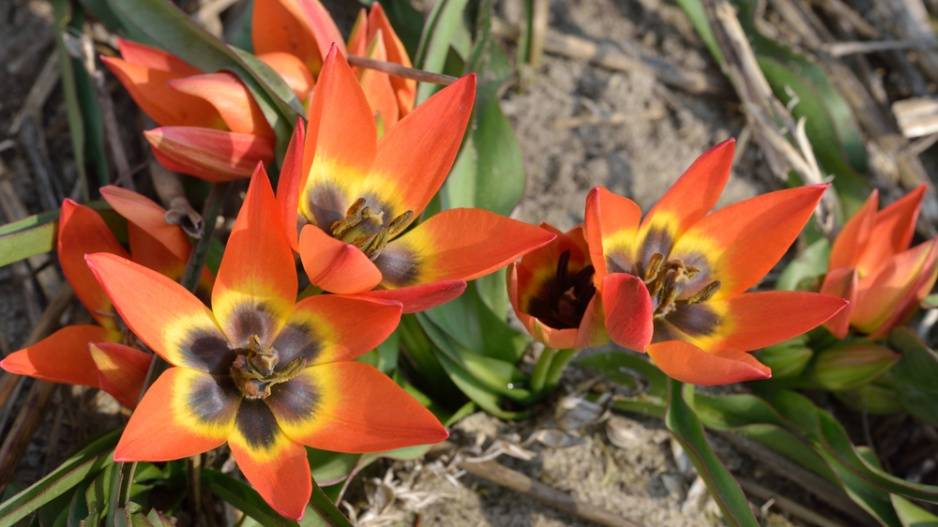 Tulipán botanický nízký (Tulipa humilis)