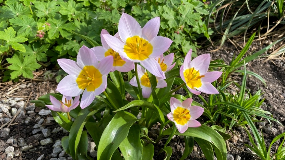 Tulipán botanický nízký (Tulipa humilis)