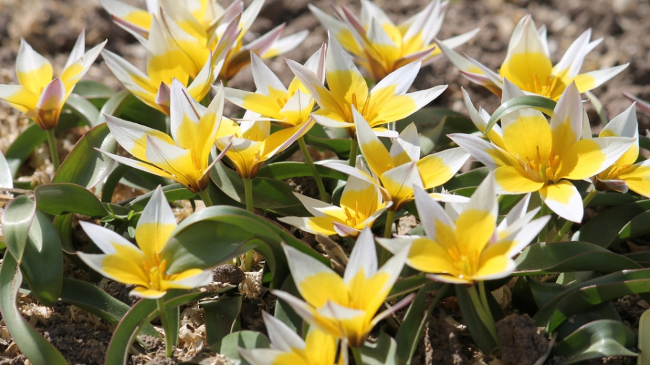 Botanický tulipán tarda (Tulipa tarda)