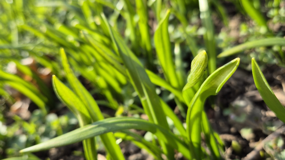 Česnek podivný(Allium paradoxum)