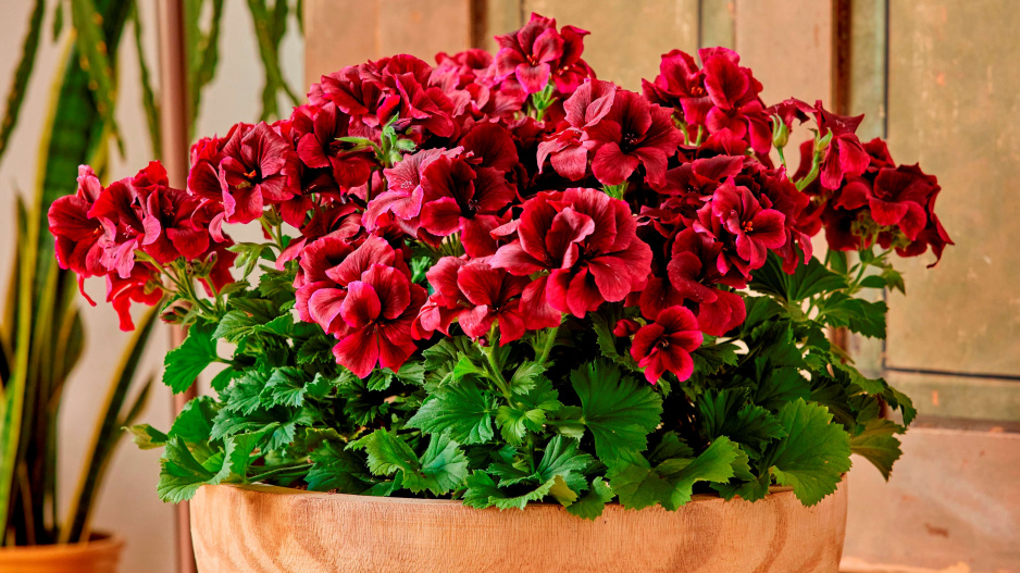Anglický muškát neboli muškát královský (Pelargonium grandiflorum) 