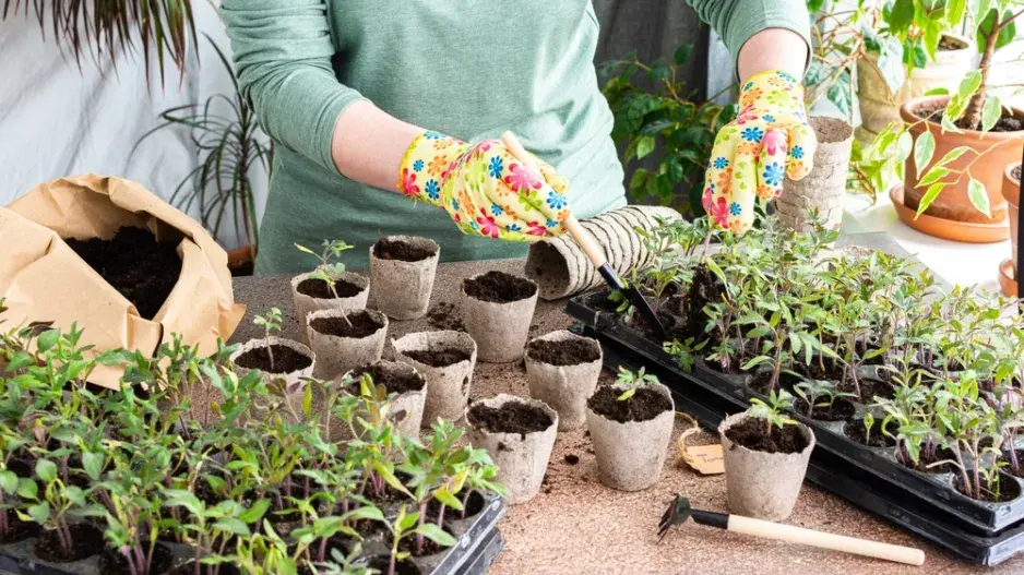 pikýrování pikýrování