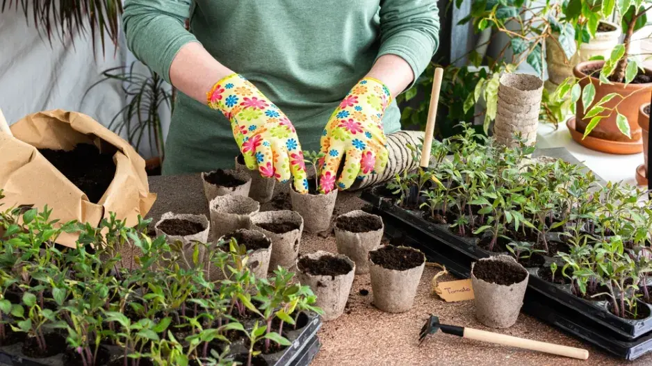 pikýrování pikýrování