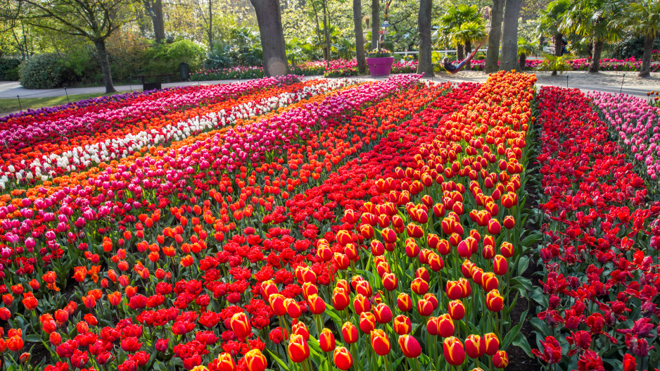 Největší zahrada Evropy park Keukenhof