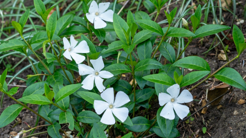 Barvínek menší (Vinca minor) 
