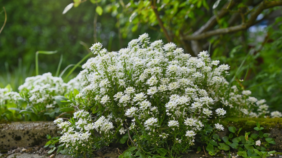 Iberka vždyzelená (Iberis sempervirens) 