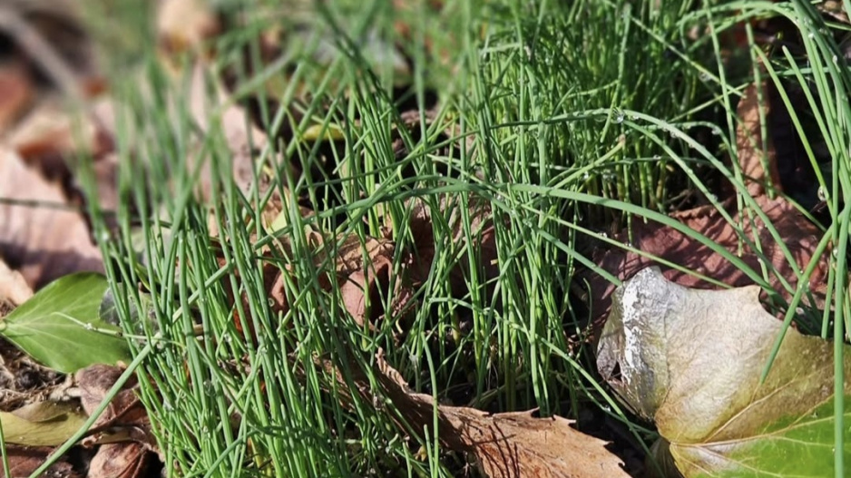 Česnek viničný (Allium vineale) 