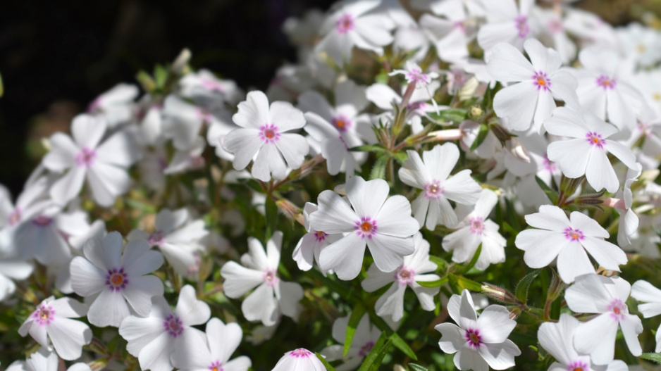 Plamenka šídlovitá (Phlox subulata) 