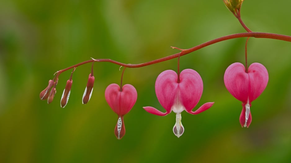 Srdcovka nádherná (Lamprocapnos spectabilis, dříve Dicentra spectabilis)