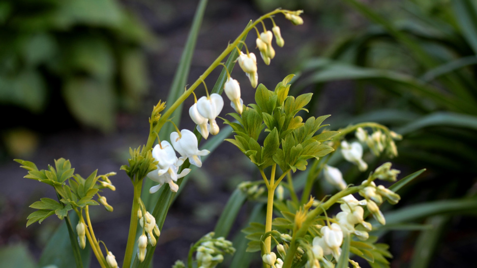 Srdcovka nádherná (Lamprocapnos spectabilis, dříve Dicentra spectabilis)