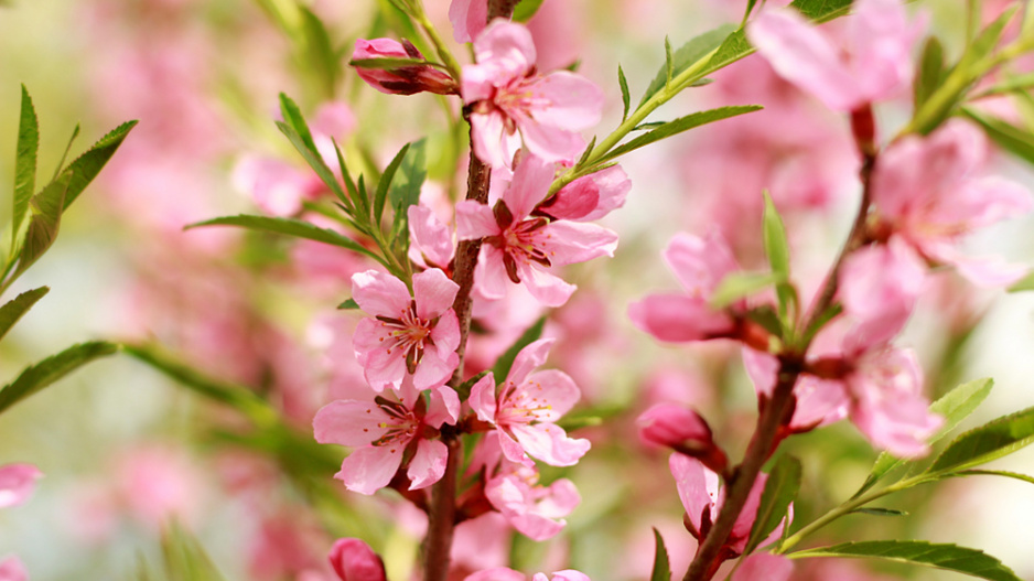 Mandloň nízká (Prunus tenella) 