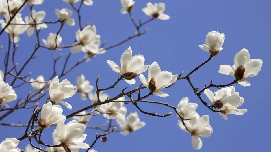 Koho překvapí jarní mrazíky?