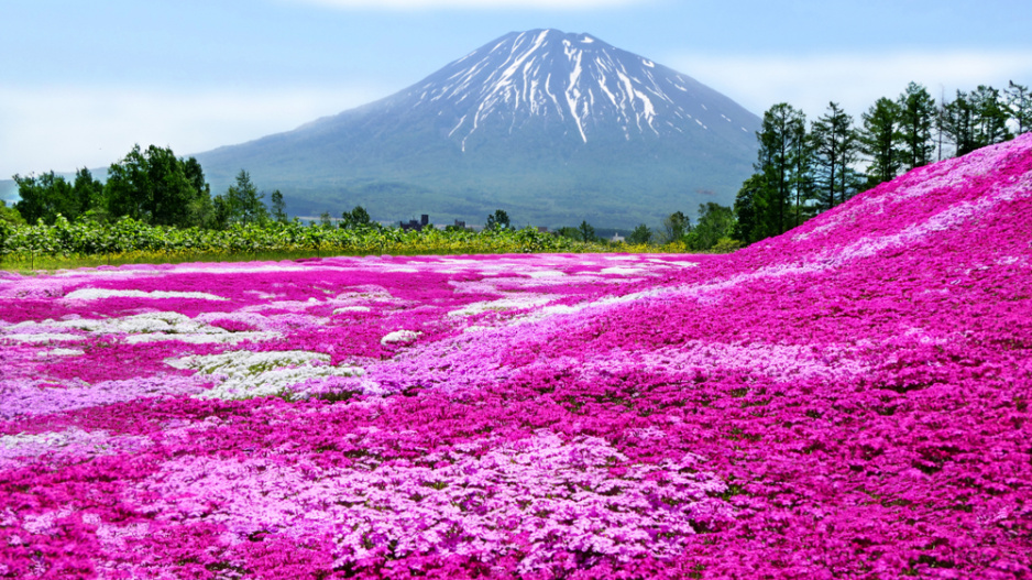 Plamenka šídlovitá (Phlox subulata) 