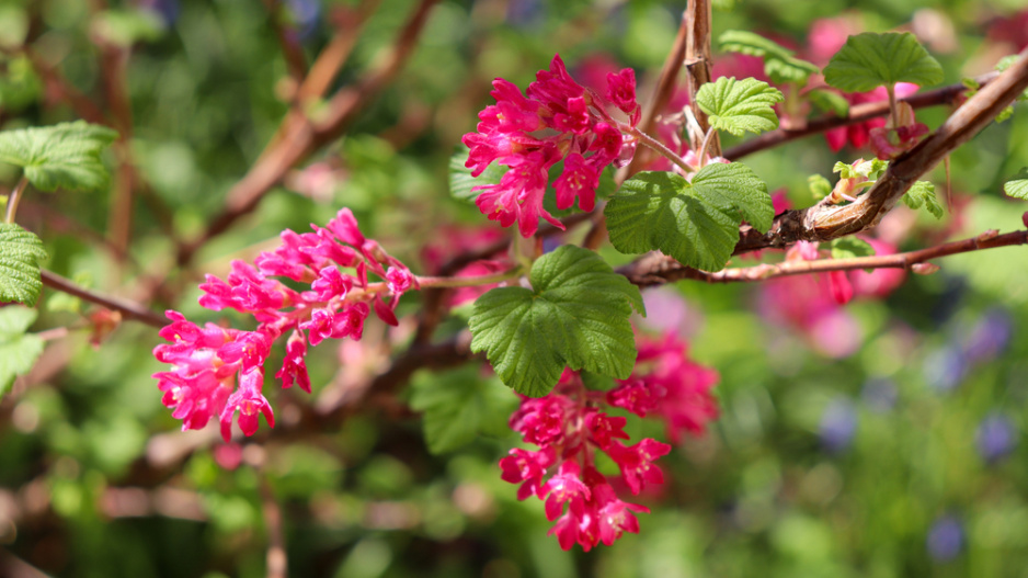 Meruzalka krvavá (Ribes sanguineum)