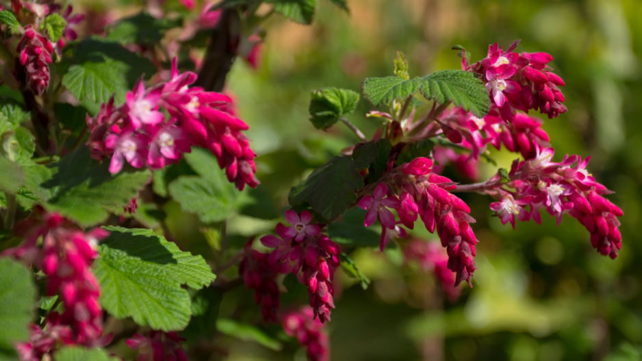 Meruzalka krvavá (Ribes sanguineum)