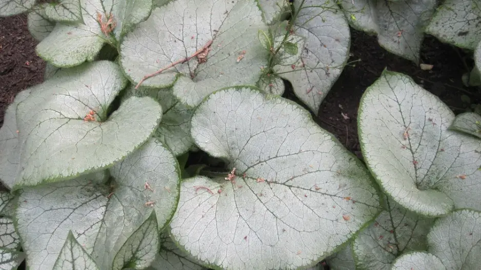 pomněnkovec pomněnkovec