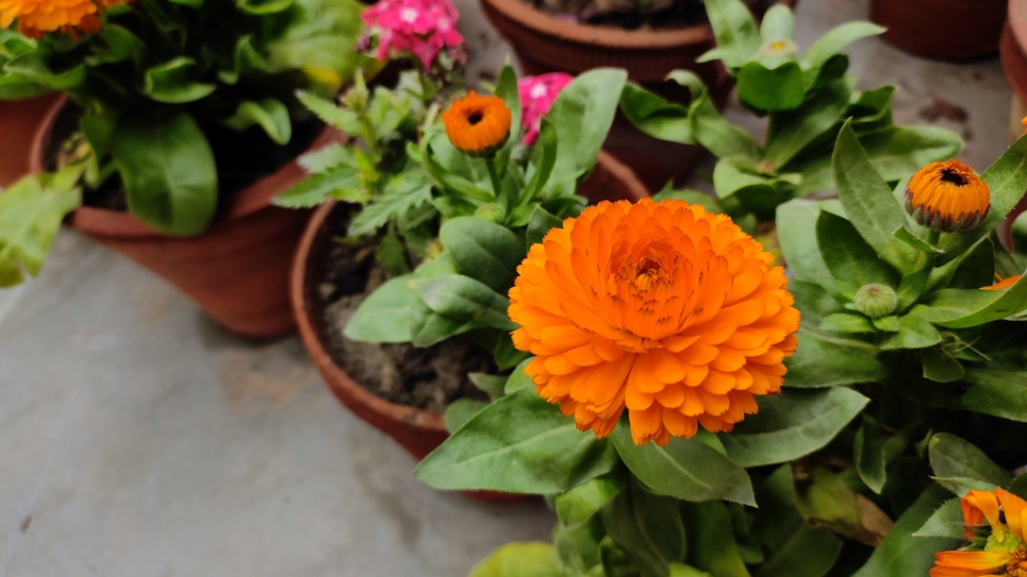 Měsíček lékařský (Calendula officinalis) 