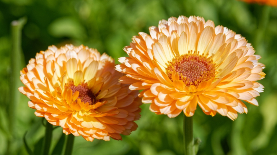 Měsíček lékařský (Calendula officinalis) 
