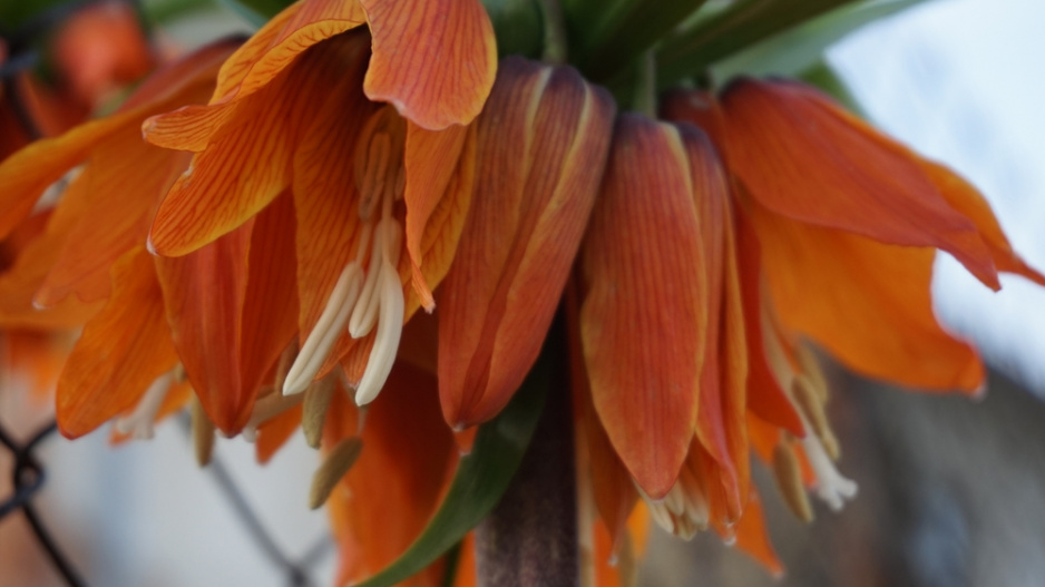 Řebčík královský (Fritillaria imperialis) 