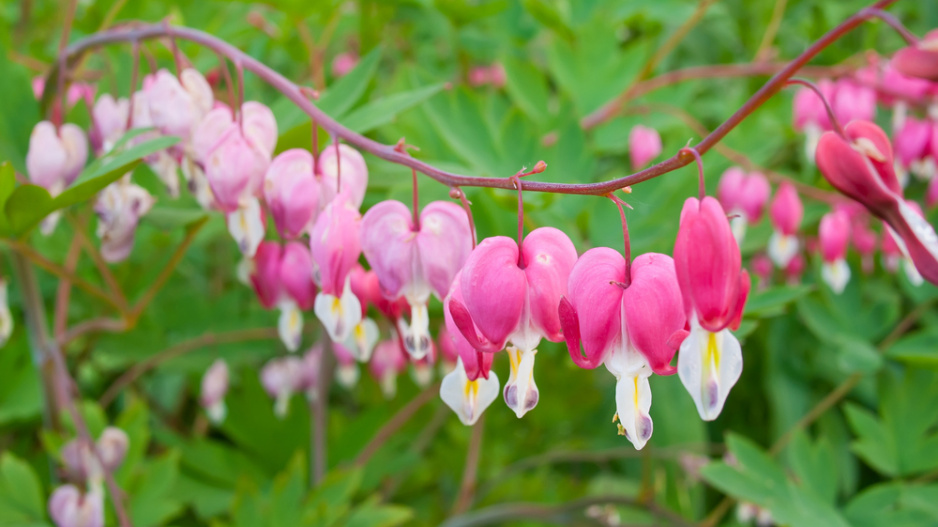 Srdcovka nádherná (Lamprocapnos spectabilis, dříve Dicentra spectabilis)