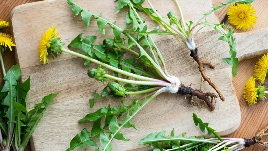 pampeliška pampeliška