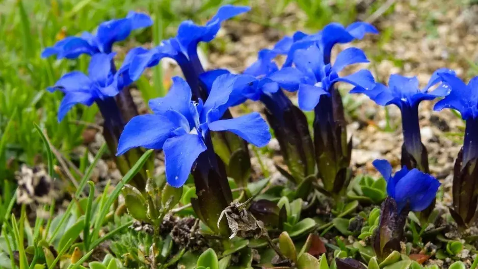 Hořec jarní (Gentiana verna) 