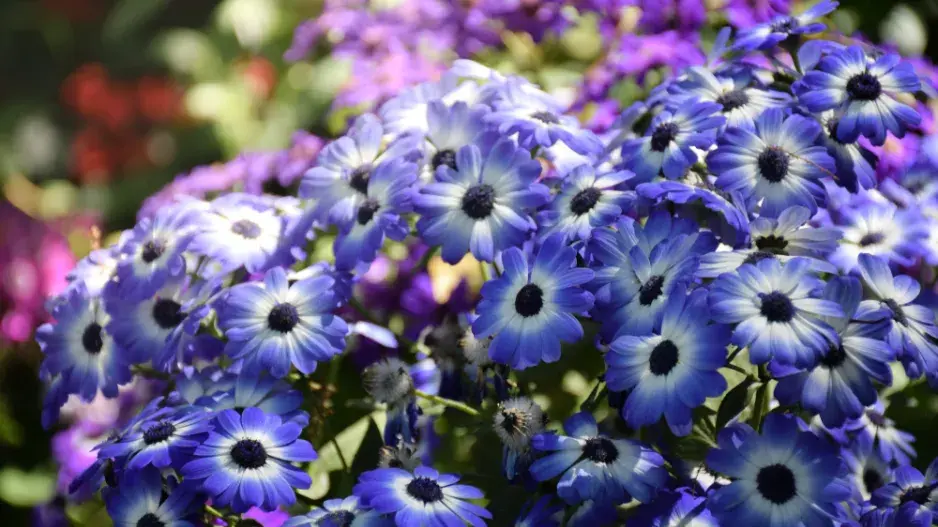 Cinerárie (Cineraria cruentus či Senecio hybridus) 