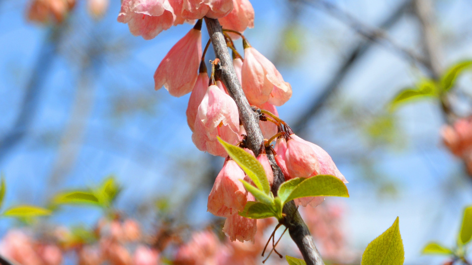 Halézie karolínská (Halesia carolina) 
