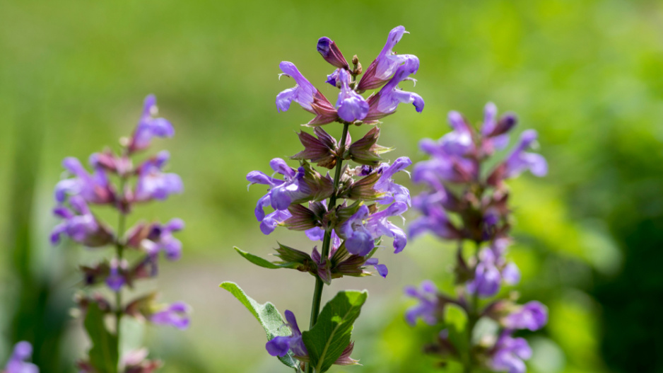 Šalvěj lékařská (Salvia officinalis)