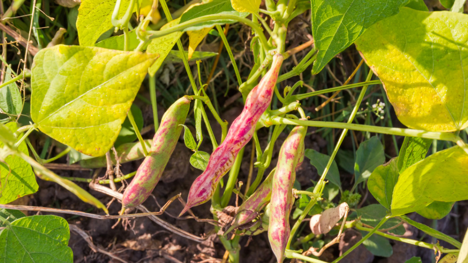 Fazol obecný (Phaseolus vulgaris) 