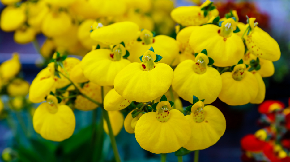 Pantoflíček (Calceolaria herbeohybrida)