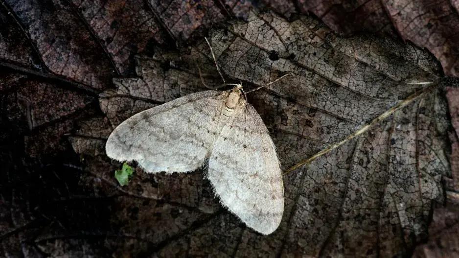 dospělý motýl píďalky