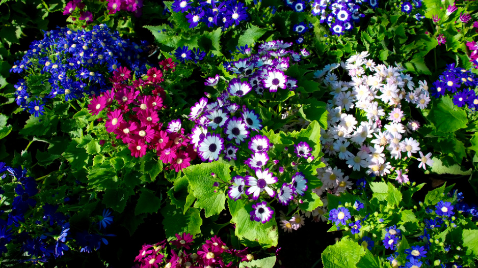 Cinerárie (Cineraria cruentus či Senecio hybridus) 