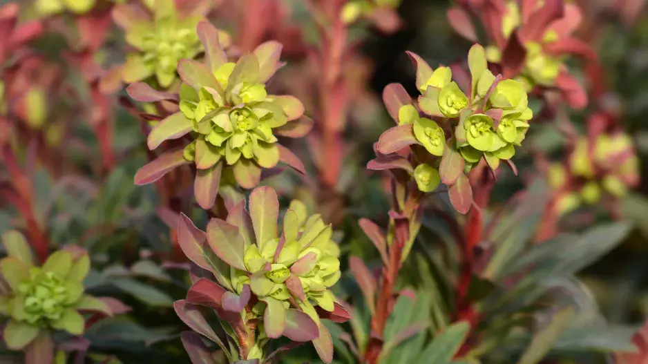 pryšec mandloňovitý