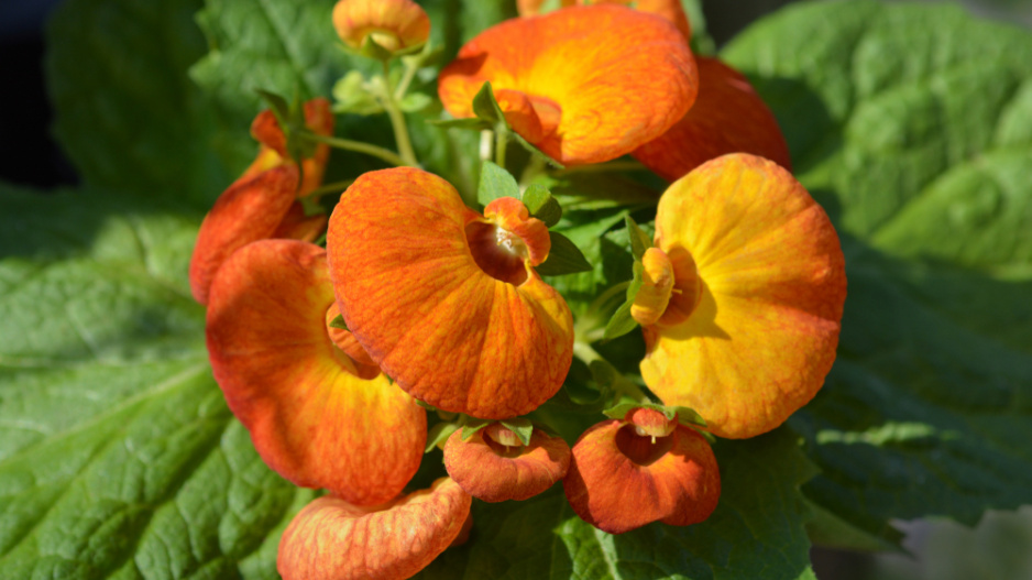 Pantoflíček (Calceolaria herbeohybrida)