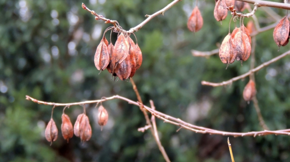 Halézie karolínská (Halesia carolina) 