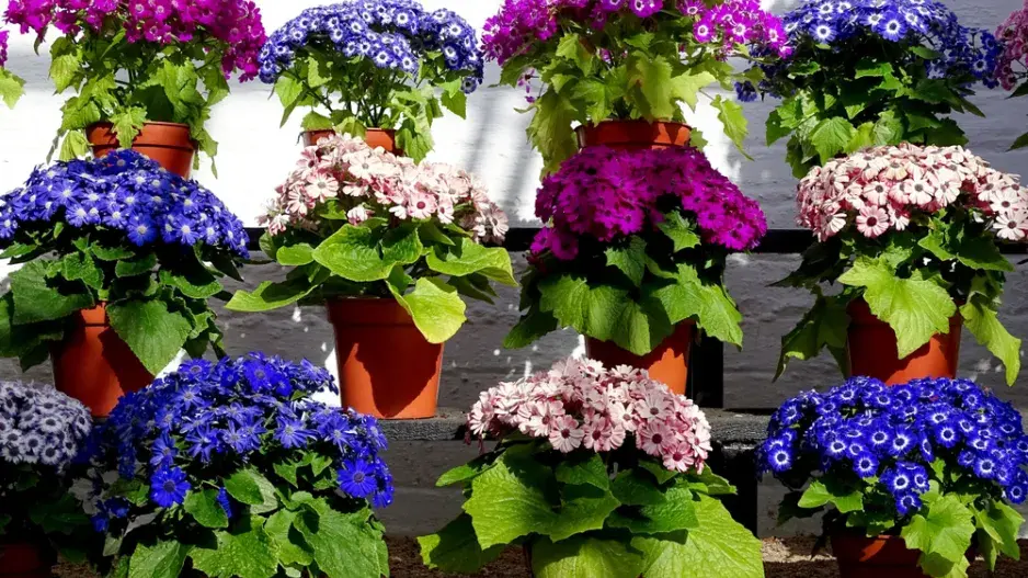 Cinerárie (Cineraria cruentus či Senecio hybridus)  Cinerárie (Cineraria cruentus či Senecio hybridus)