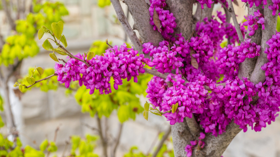 Zmarlika čínská (Cercis chinensis) 