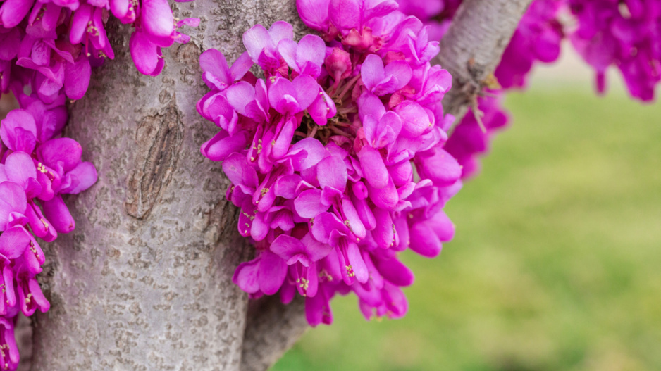 Zmarlika čínská (Cercis chinensis) 