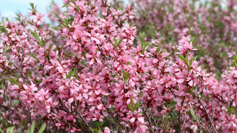 Mandloň nízká (Prunus tenella) 