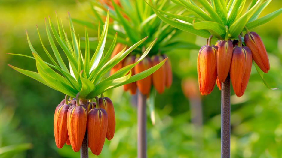 Řebčík královský (Fritillaria imperialis) 