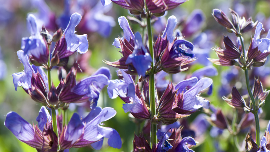 Šalvěj lékařská (Salvia officinalis)