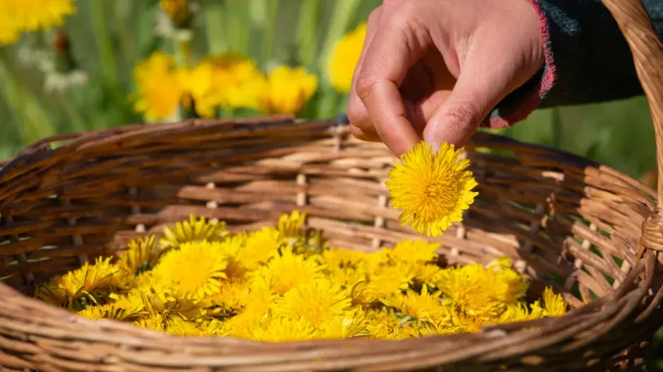 pampeliška pampeliška