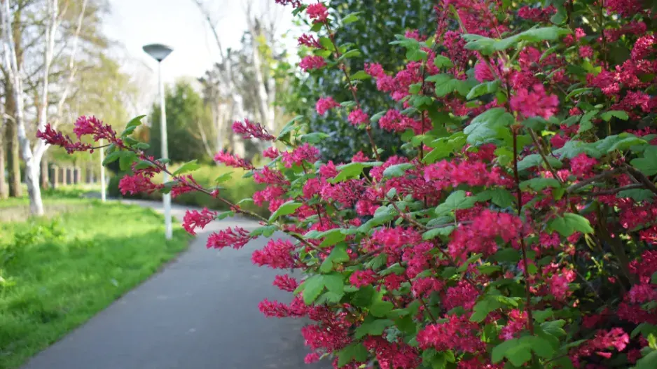 Meruzalka krvavá (Ribes sanguineum)