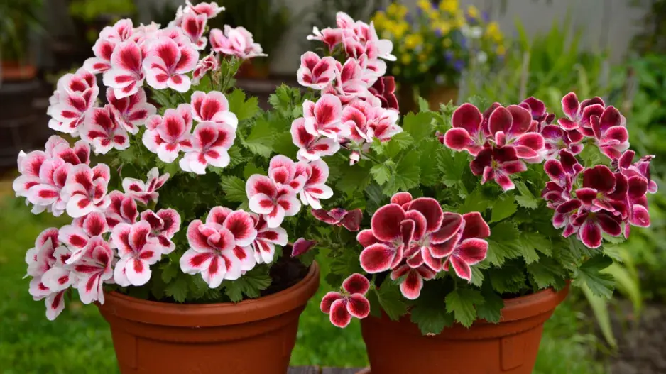 Anglický muškát neboli muškát královský (Pelargonium grandiflorum)