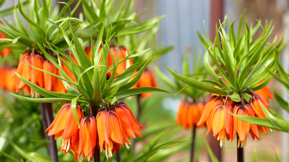 Řebčík královský (Fritillaria imperialis) 