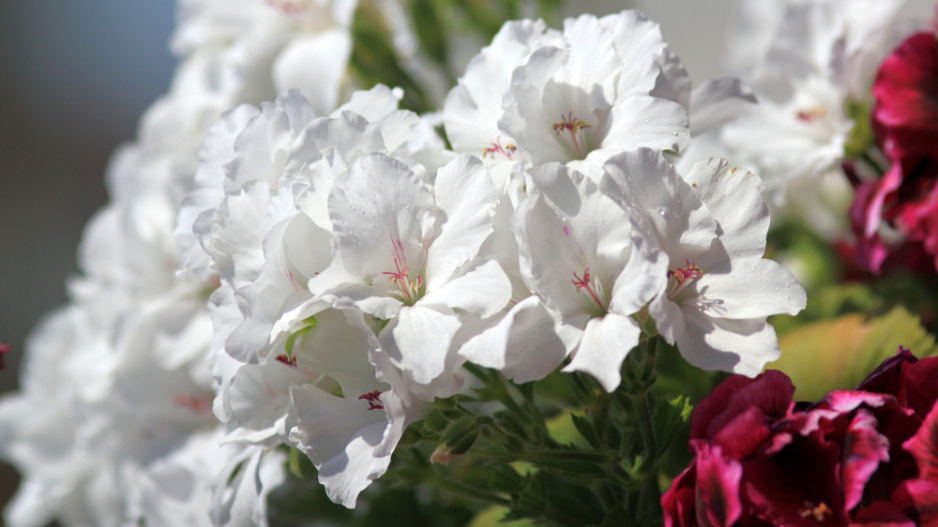 Anglický muškát neboli muškát královský (Pelargonium grandiflorum) 