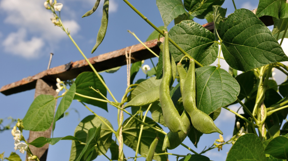 Fazol obecný (Phaseolus vulgaris) 