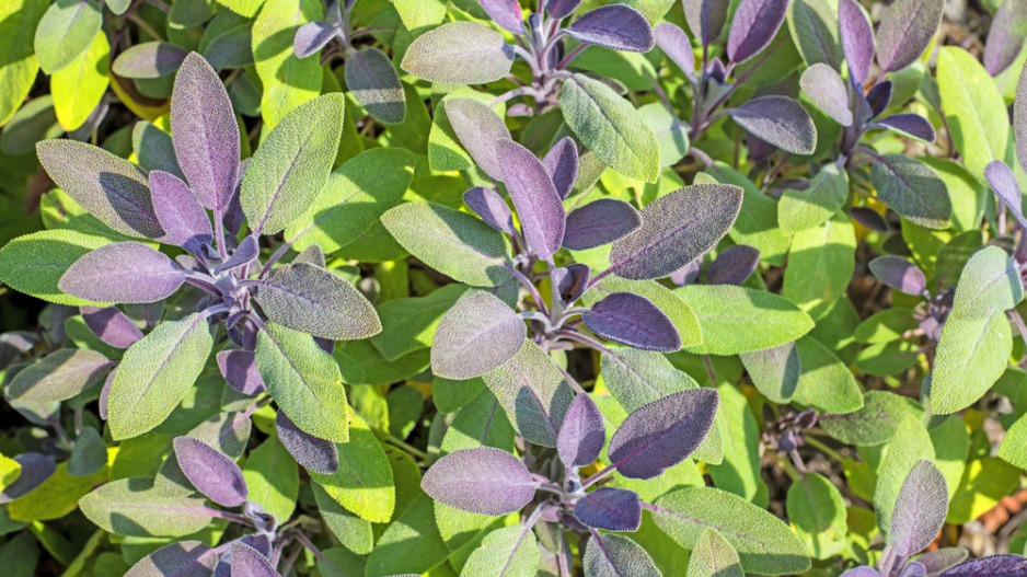 Šalvěj lékařská (Salvia officinalis)